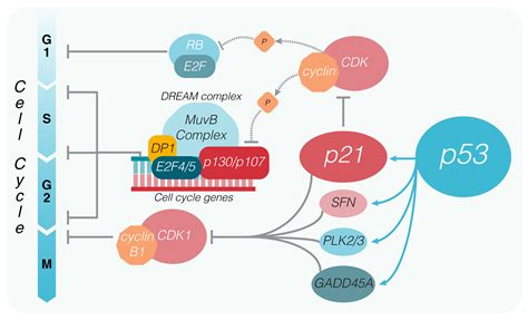 Cell Cycle Checkpoints P