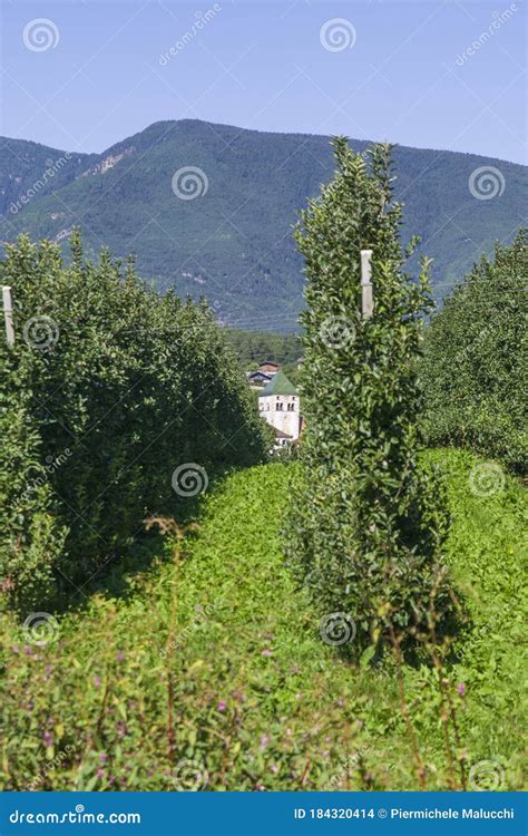 Splendid Vineyards Of The Abbey Of Novacella With Ancient Alpine