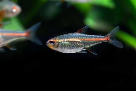 Glowlight Tetra Care Guide: Size, Lifespan, Diet, Tank Mates & Tank Size