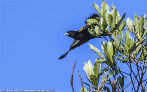 Widowbird White Winged Euplectes Albonotatus Male In Flight Kruger