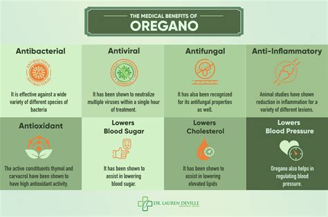 Spotlight On Oregano Dr Lauren Deville Naturopathic Doctor