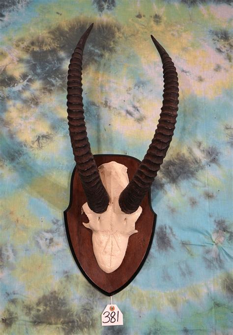 African Western Roan Antelope Horns On Panel Taxidermy Auction