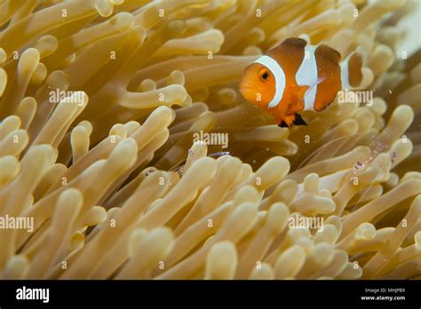 An Isolated Clown Fish Looking At You In Cebu Philippines Stock Photo