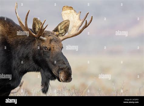 Moose Grand Teton National Park Wyoming Usa Stock Photo Alamy