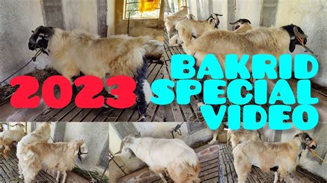 2023 BAKRID SPECIAL VIDEO WE WENT TO MEET FARMERS PART 1 NELLORE