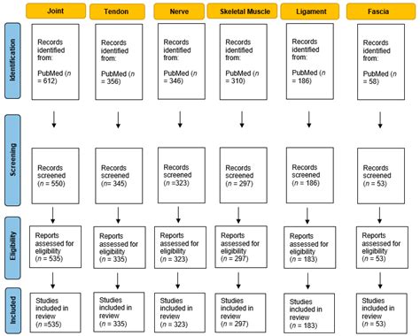 Tomography Free Full Text Ultrasound Examination Of The