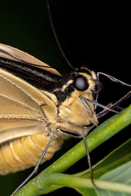 Premium Photo New World Giant Swallowtail Of The Subgenus Heraclides