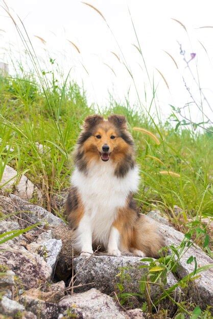 Perro Pastor Shetland Sable Rojo Esponjoso Foto Premium