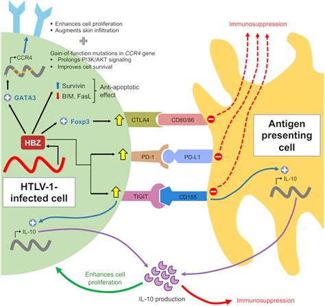 Frontiers Htlv Persistence And Leukemogenesis A Game Of Hide And