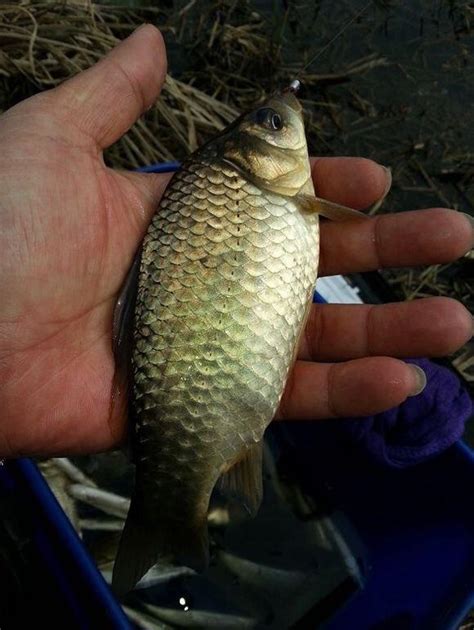 教你浮釣技巧 釣魚絕招 有時釣浮能解決很多問題哦 每日頭條