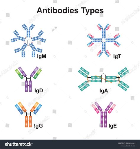 Scientific Designing Antibodies Types Colorful Symbols Stock Vector ...