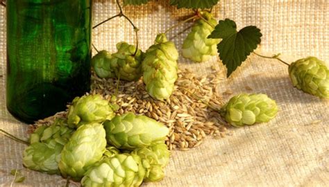 Growing Hops in Texas | Garden Guides