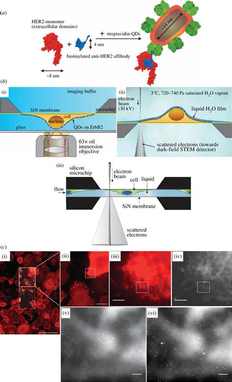 Liquid Cell Transmission Electron Microscopy And Its Applications