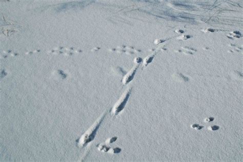 40+ Animal Tracks In Snow Identification | Omnivorvora