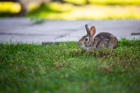 rabbit hopping   green grasses stock photo image  brown ears
