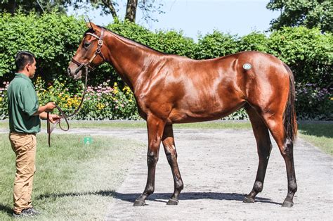 Tapit colt | West Point ThoroughbredsWest Point Thoroughbreds