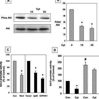 Cytokines Decrease Bcl Promoter Activity In Cells A And B Min