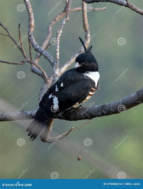 Black Baza Or Aviceda Leuphotes Observed In Rongtong In West Bengal