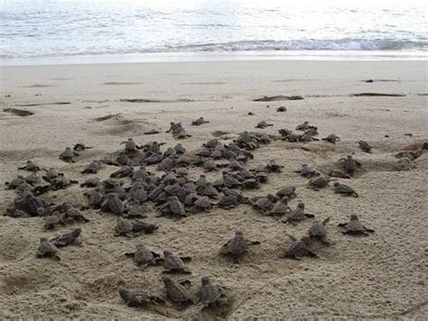 Help Protect Endangered Sea Turtles In Curacao Globalgiving