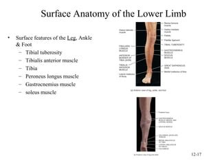 Surface Anatomy PPT