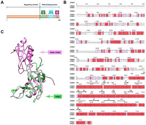 Role Of CPEB3 Protein In Learning And Memory New Insights From