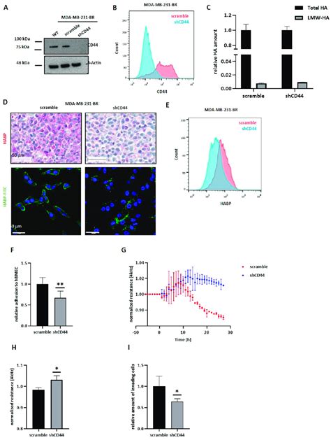 Cd44 Knockdown In Mda Mb 231 Br And Its Impact On Ha Metabolism And