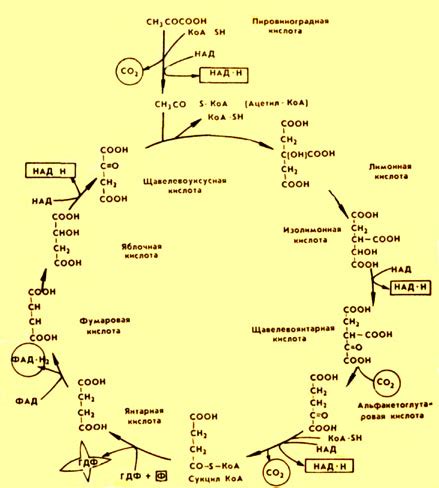 Рис. 38. Цикл трикарбоновых кислот (цикл Кребса)