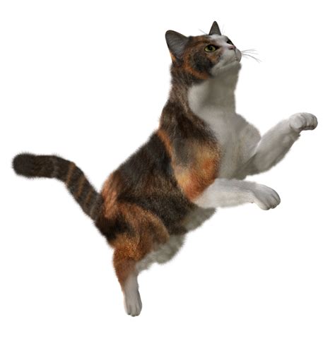 Cat Jumping Png Png Images Download Cat Jumping Png Pictures