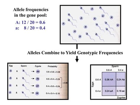 Ppt Population Genetics Powerpoint Presentation Free Download Id