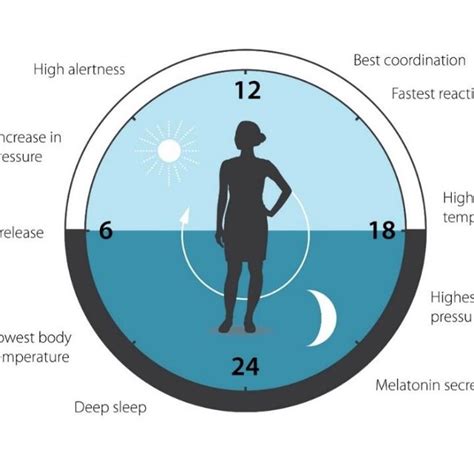 Pdf Circadian Rhythm Lifestyle And Health A Narrative Review