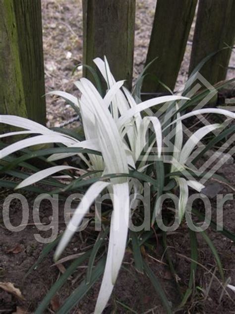 Liriope Muscari Okina