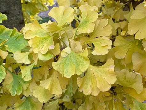 Buy Ginkgo Biloba Spring Grove Sport Dwarf Ginkgo Tree — Mr Maple