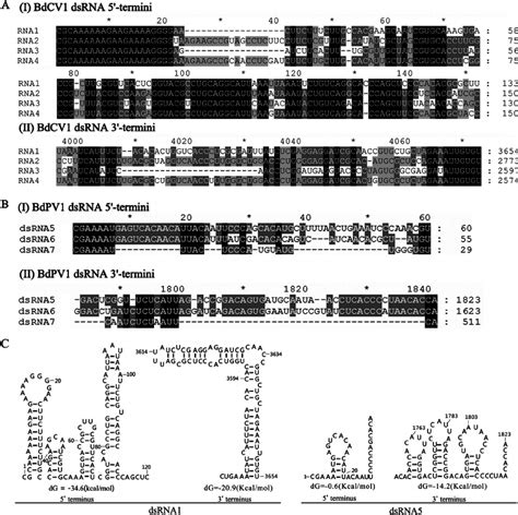 Multiple Sequence Alignments And Predicted Secondary Structures For The