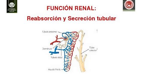 4 Función Renal Reabsorción y secreción tubular pdf Google Drive