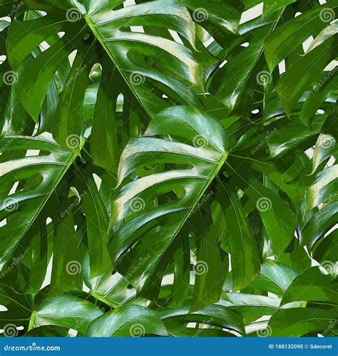 Monstera Deliciosa Leaf Seamless Pattern Tropical Background With Jungle Plants Green Exotic