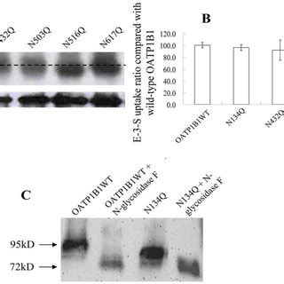 Effect Of Multiple Disruption Of Oatp B Glycosylation Sites A