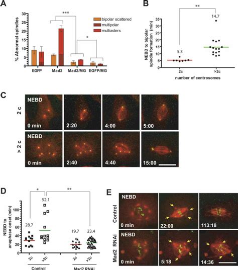 The SAC Prevents Multipolar Mitoses In S2 Cells A Mad2 Requirement