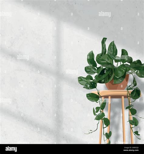 Indoor Plant Background Aesthetic Vector Hanging Pothos White Wall With Natural Light Stock