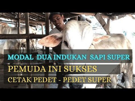 MODAL DUA BETINA SUPER PEMUDA INI SUKSES CETAK PEDET PEDET SUPER