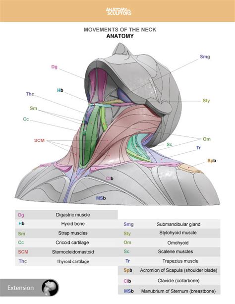 Artstation Neck Anatomy