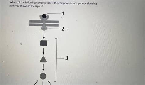 Solved Which of the following correctly labels the | Chegg.com 