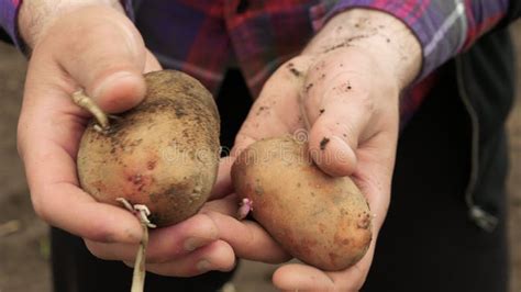 Patatas Cultivadas Recolectadas Del Suelo El Agricultor Demuestra El