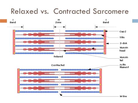 Relaxed Sarcomere Diagram Labeled