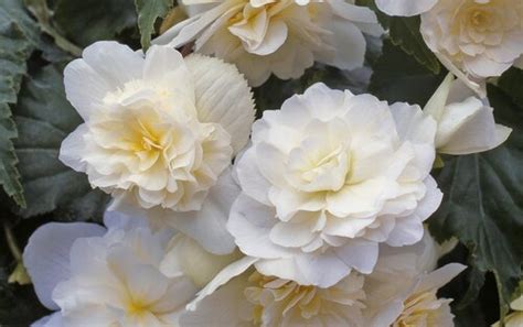 Begonia Trailing White Jumbo Six Pack Stewarts Garden Centre