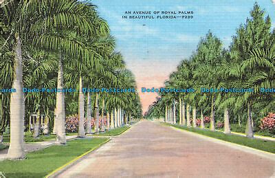 R An Avenue Of Royal Palms In Beautiful Florida E C Kropp