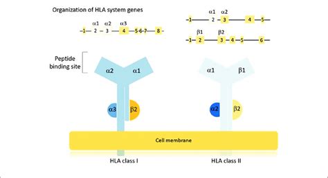 Genes and human leukocyte antigen (HLA) molecules of Class I and Class ...