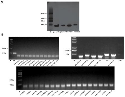 Validation Of Some Gsu Mirnas A Rna Gel Blot Hybridization Of