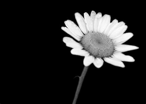 Black And White Daisy Stock Black Daisy Flower Hd Wallpaper Pxfuel