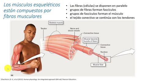 Os Musculos Esqueleticos Constituem De 40 A 50