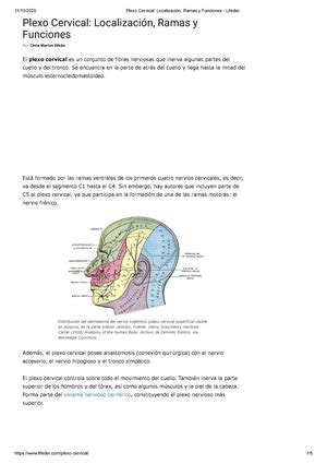 Primera parte manual neuro 1 Neuroanatomía Studocu